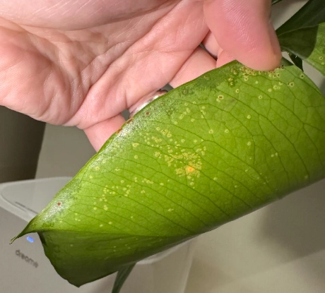 龜背芋滴水處理 龜背芋滴水處理