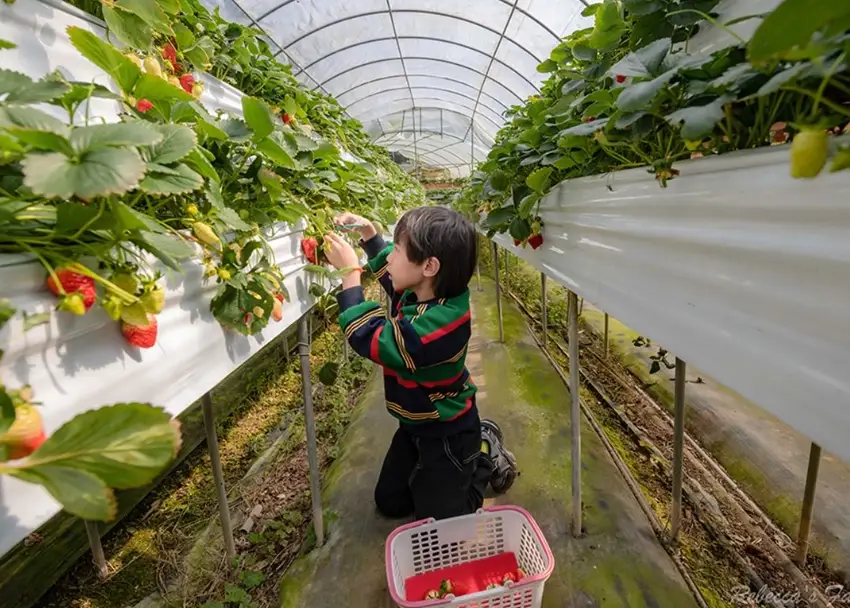 關西彩虹草莓園攻略：採果秘訣、交通路線與隱藏玩法全公開
