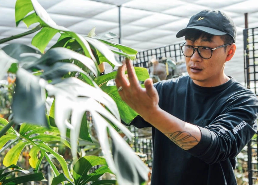 龜背芋滴水處理 龜背芋滴水處理