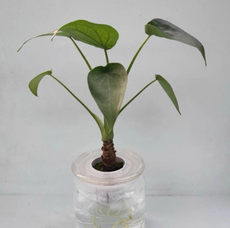 佛手芋 水耕 營養液 佛手芋 水耕 營養液