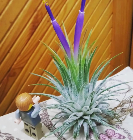 空氣草照顧 空氣草照顧