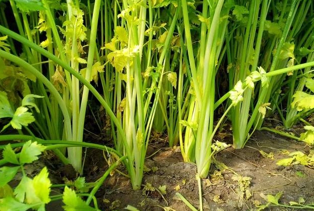 耐旱蔬菜種植全攻略：節水省工，輕鬆打造都市菜園