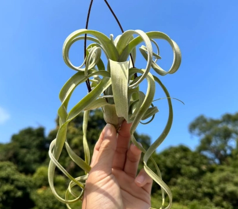 空氣草照顧 空氣草照顧
