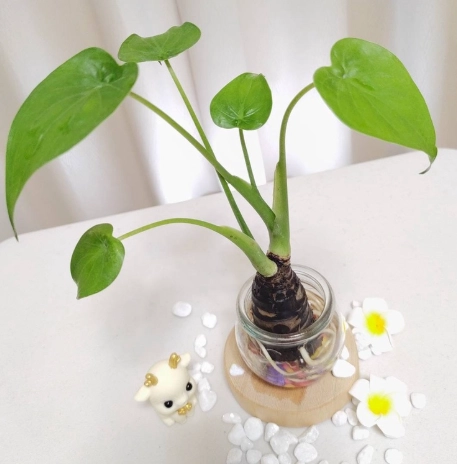 水耕 佛手芋 方法 水耕 佛手芋 方法