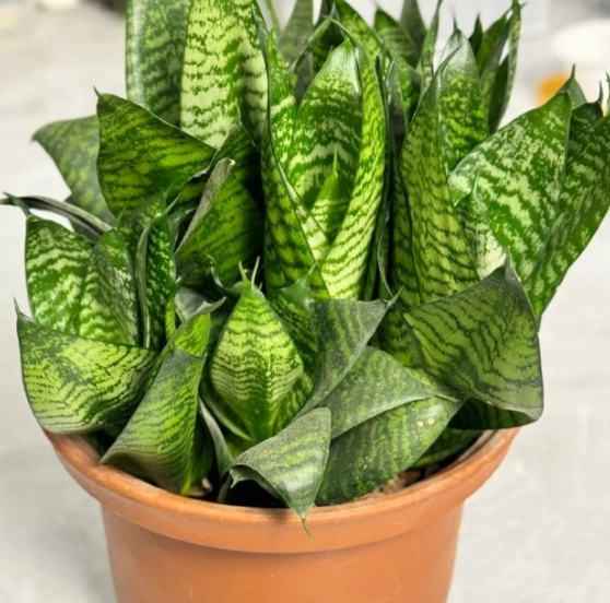 寵物友善植物