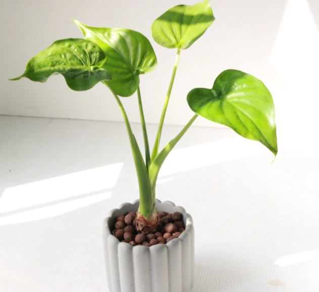 水耕 佛手芋 方法 水耕 佛手芋 方法