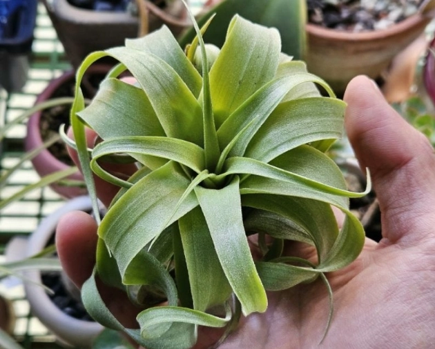 空氣草照顧 空氣草照顧