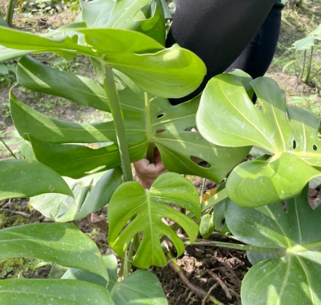 龜背芋滴水處理 龜背芋滴水處理