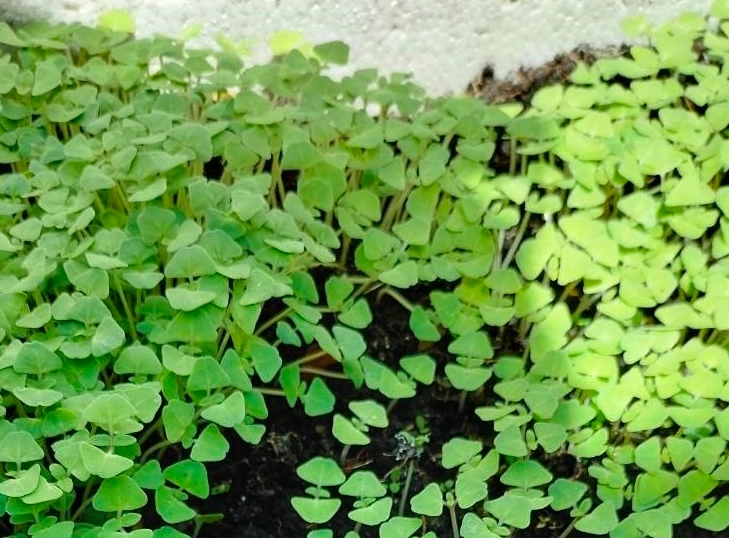 奇亞籽種植方法 奇亞籽種植方法