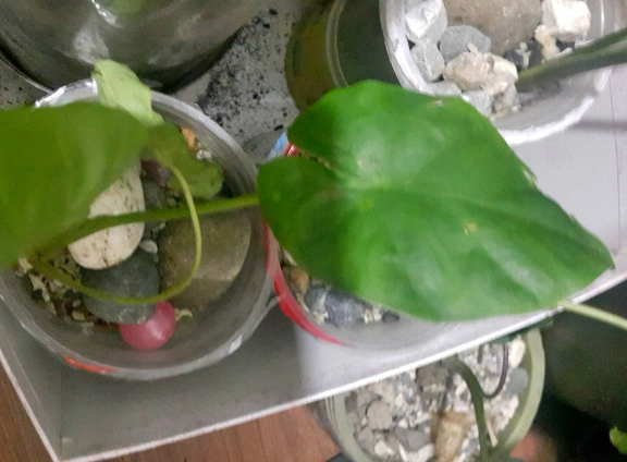 佛手芋水耕全攻略：從零開始到爆盆，避開新手常犯的三大錯誤
