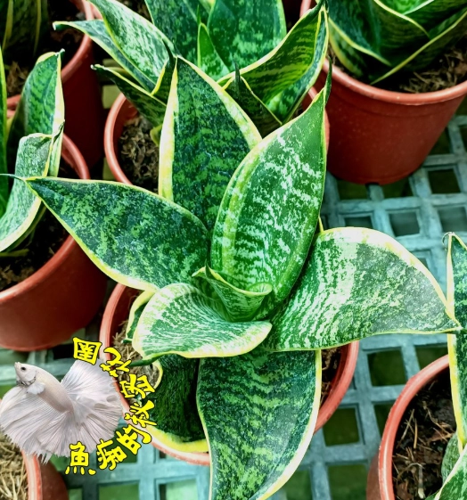 虎尾蘭狗是什麼？新手也能輕鬆上手的室內綠植與萌寵共處指南