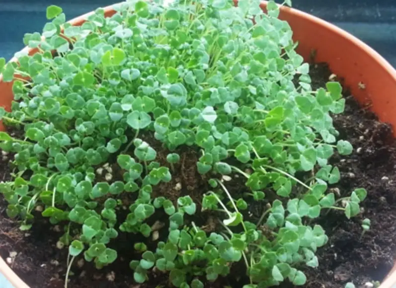 奇亞籽種植方法 奇亞籽種植方法