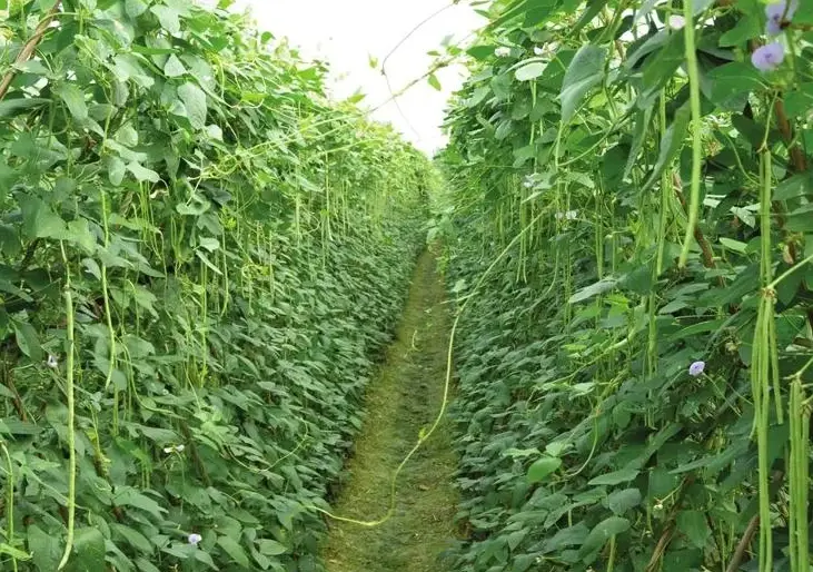 省水蔬菜 省水蔬菜