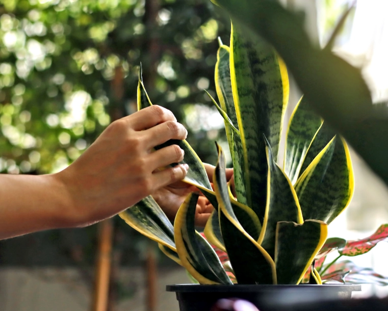 植物急救 植物急救