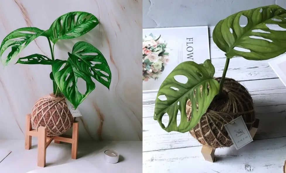 龜背芋 開背 龜背芋 開背