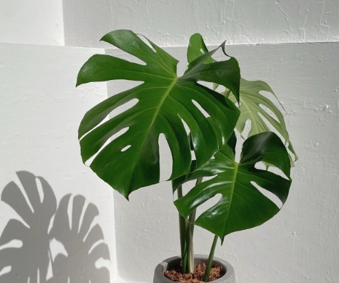 龜背芋 成熟 時間 龜背芋 成熟 時間