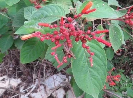 醉嬌花 不開花 醉嬌花 不開花