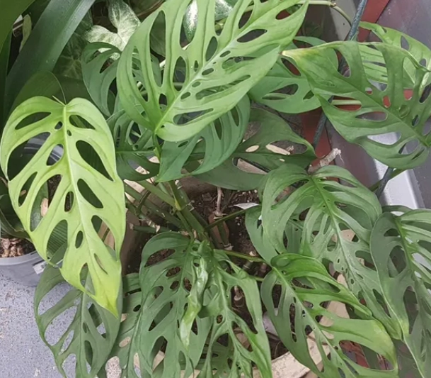 龜背芋安全 龜背芋安全