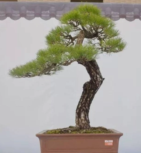 松樹生長緩慢原因 松樹生長緩慢原因