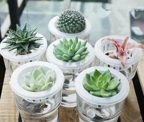 水耕植物新手 水耕植物新手