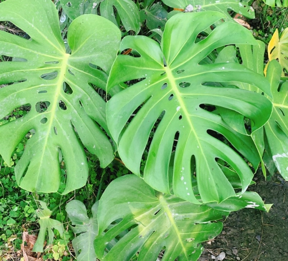 龜背芋有毒嗎？毒性解析與安全照顧全攻略