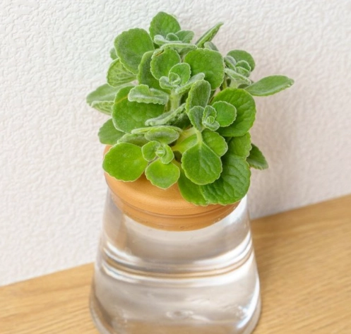 多肉植物水耕 多肉植物水耕