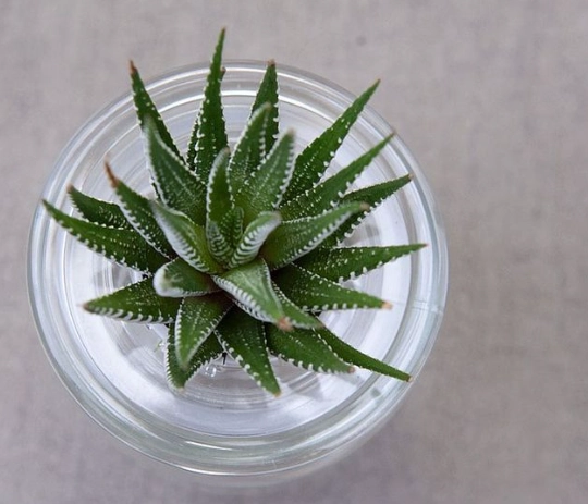 水耕植物新手 水耕植物新手