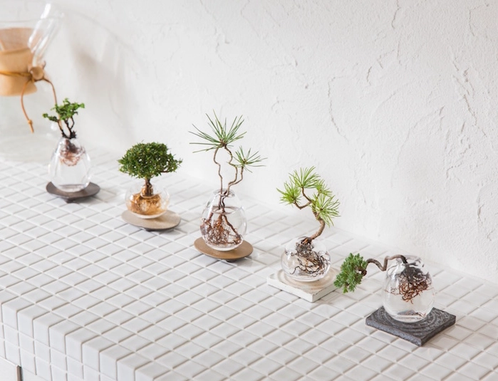 水耕植物