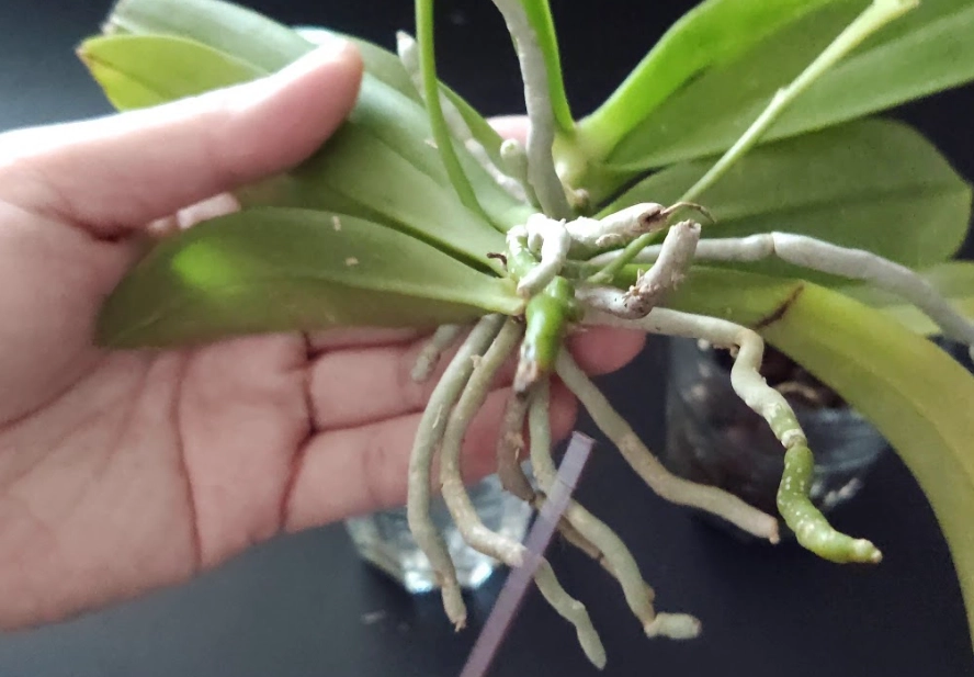 蝴蝶蘭側芽處理