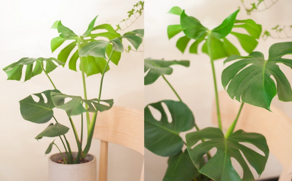 龜背芋 照顧 方法 龜背芋 照顧 方法