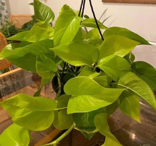 室內觀葉植物 室內觀葉植物