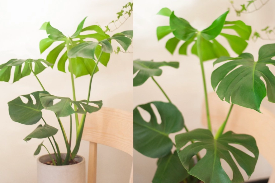 龜背芋安全 龜背芋安全