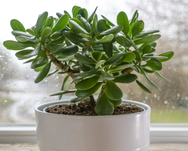 植物爛根 植物爛根