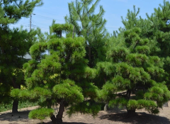 松樹生長緩慢原因 松樹生長緩慢原因
