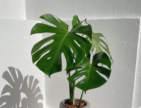 龜背芋照顧 龜背芋照顧