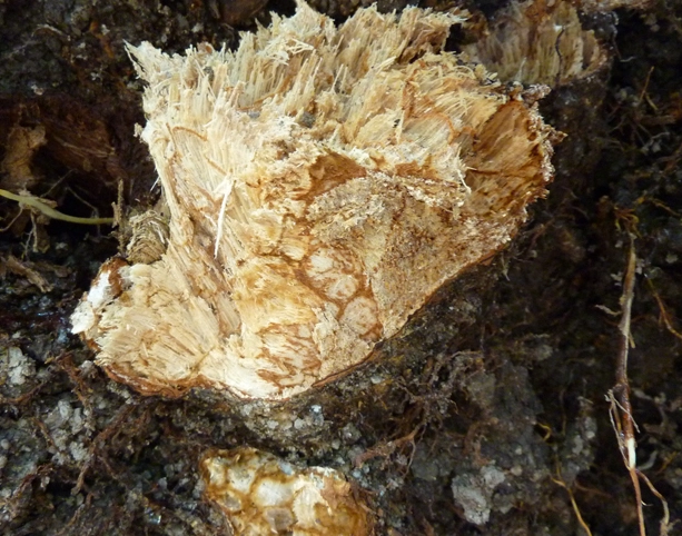 樹木病害防治