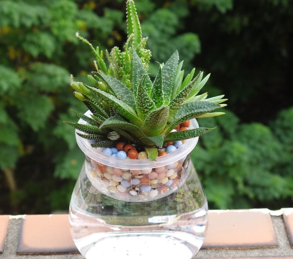 水耕植物新手 水耕植物新手