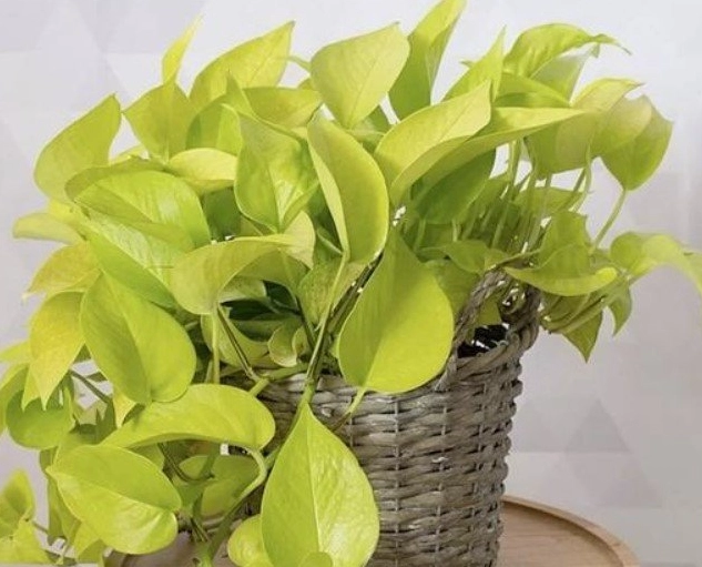室內觀葉植物 室內觀葉植物