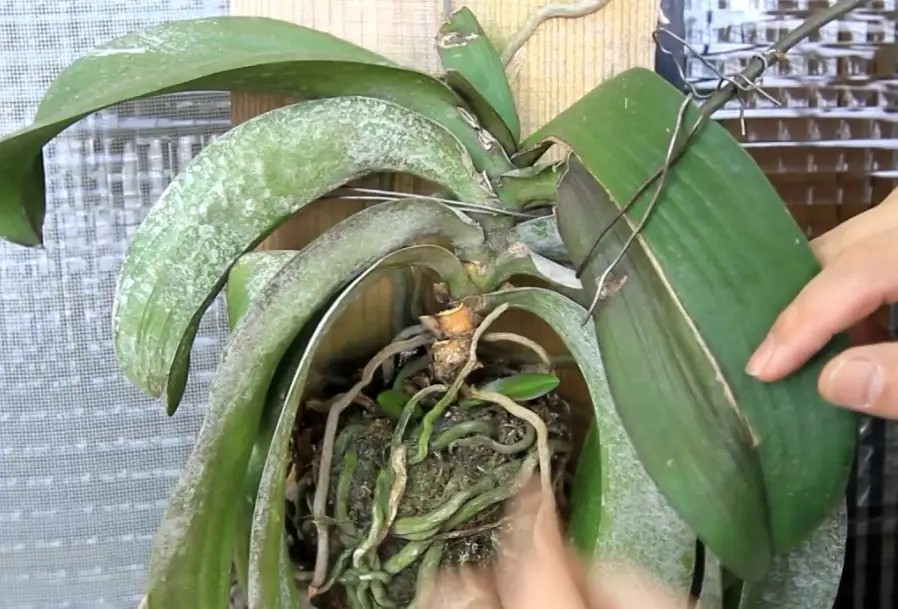 蘭花繁殖
