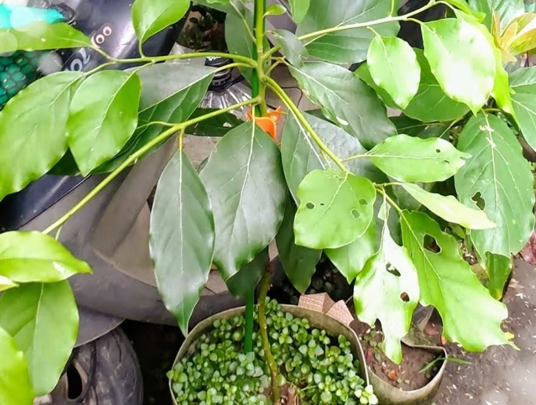 酪梨種子發芽 酪梨種子發芽