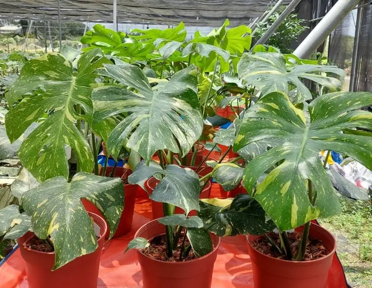 龜背芋 照顧 方法 龜背芋 照顧 方法