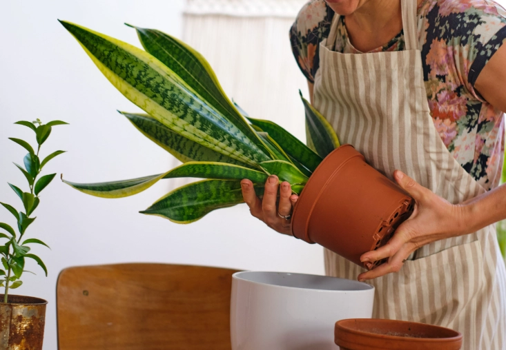 植物急救 植物急救
