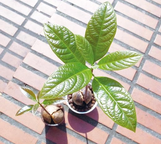 酪梨植栽方法 酪梨植栽方法