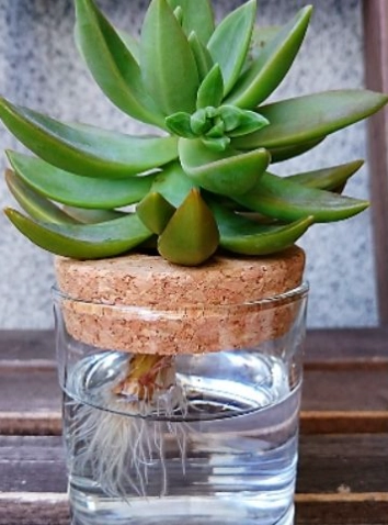 多肉植物水耕 多肉植物水耕