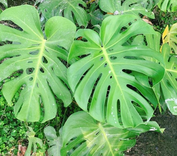 龜背芋 成熟 時間 龜背芋 成熟 時間