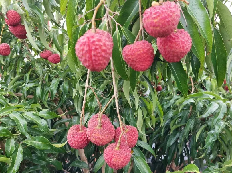 荔枝繁殖 荔枝繁殖