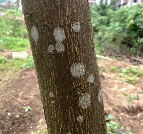 樹幹黴菌清除