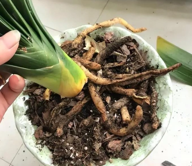 盆栽爛根