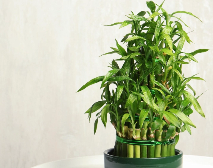 室內植物 貓 室內植物 貓