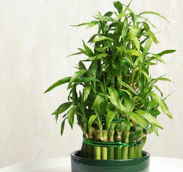 寵物安全植物 寵物安全植物